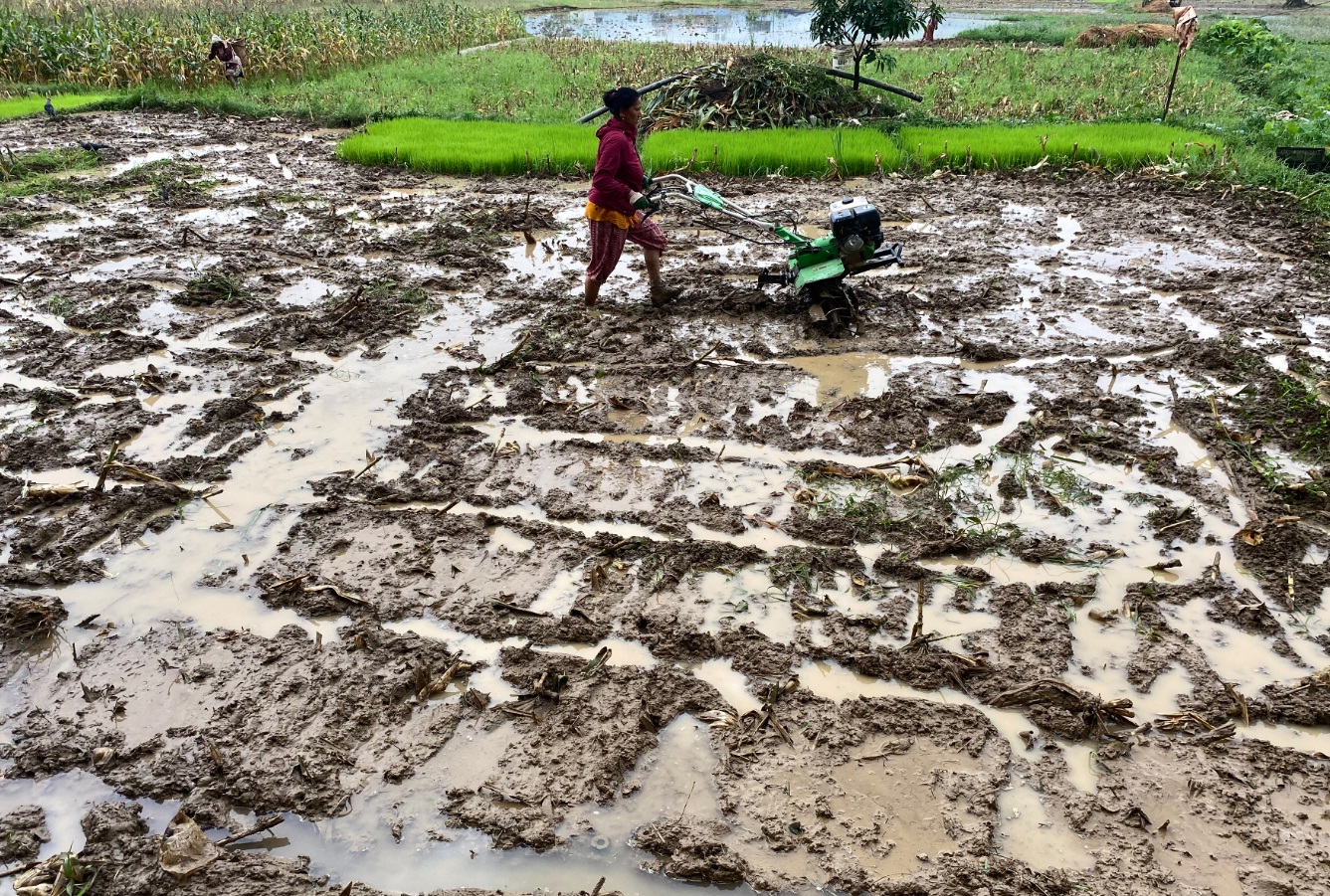 जलवायु अनुकूलित कृषकमैत्री प्रविधि, धान उत्पादनमा वृद्धि नाराकासाथ धान दिवस मनाइँदै
